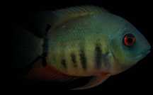 Peixe Severus Rotkeil - Casal com posturas