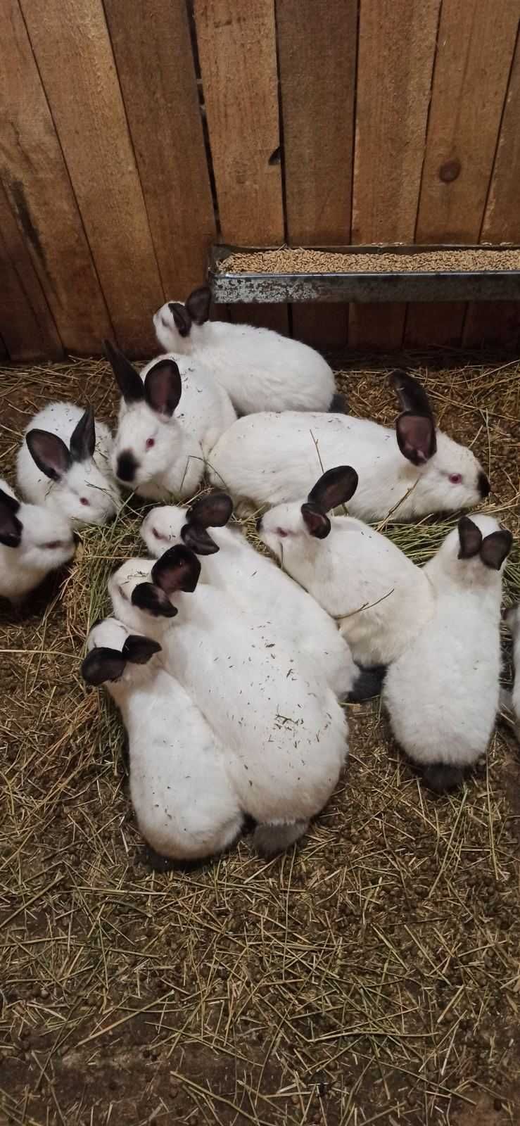 Продам кроликов Калифорнийской породы