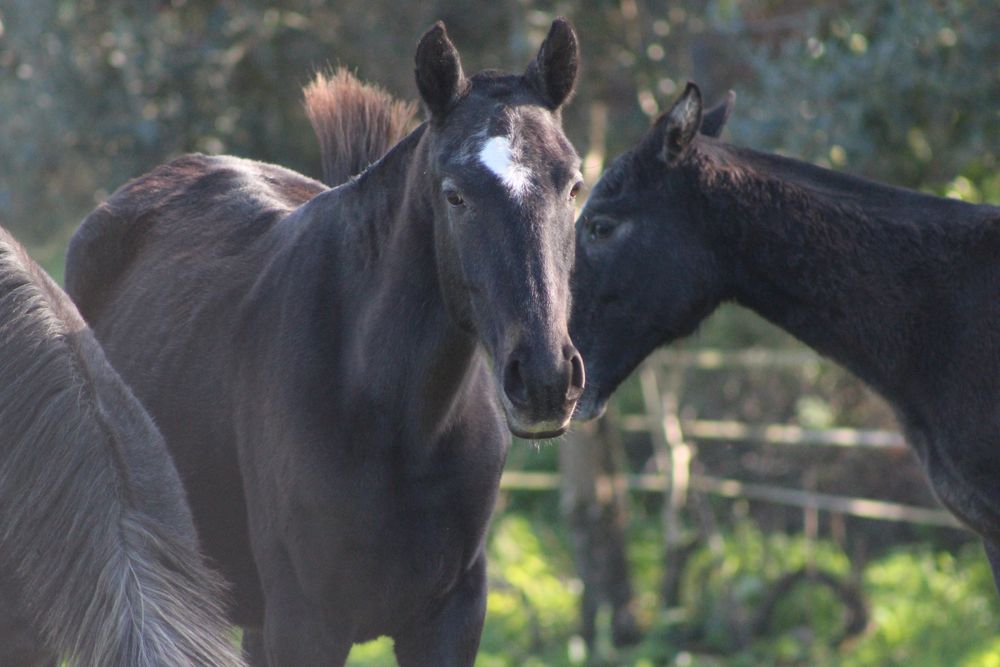 Poldra letra U tipica