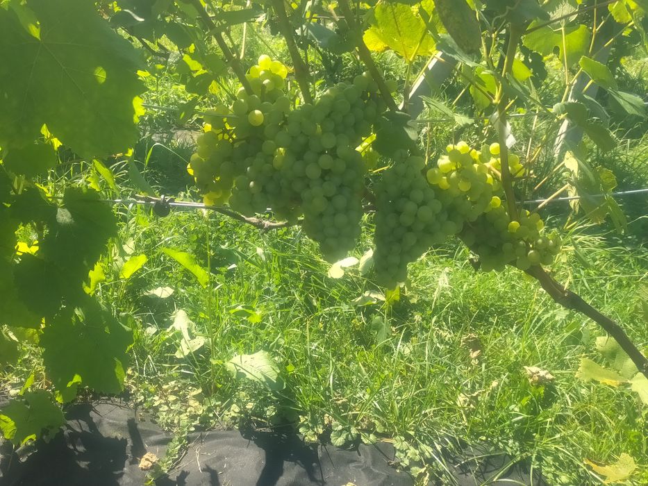 Sadzonki 2 winorośli wino i soki parafinam mikoryza wysylka