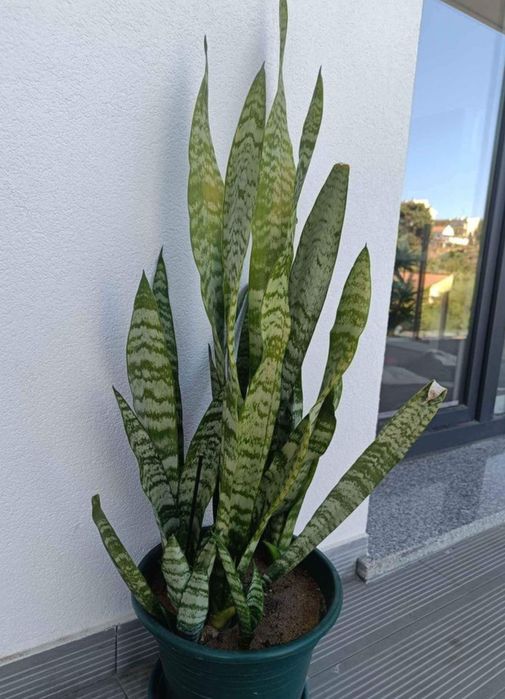Mudas da planta Espada de são Jorge