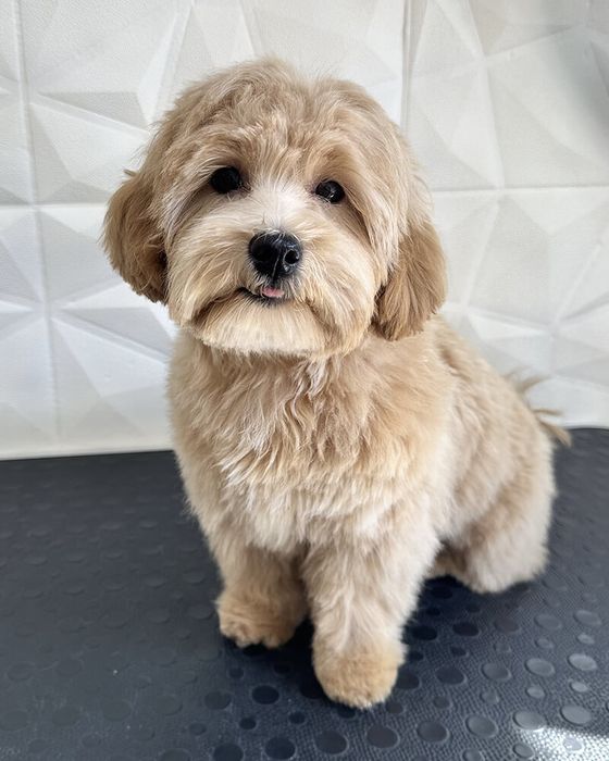 Грумінг -30% на перший візит