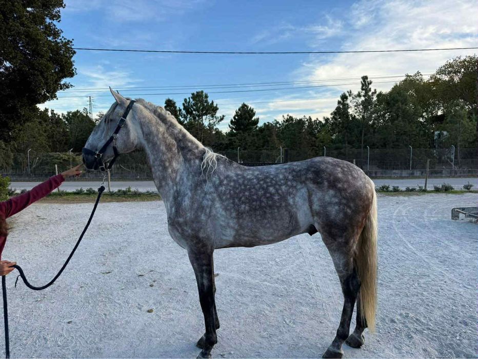 Égua cruzada cheia de 7 meses