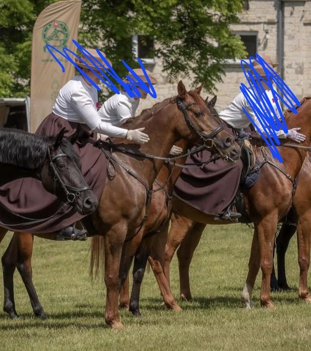 Dzierżawa wałach arabski