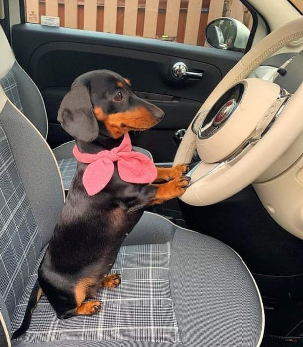 Доставка цуценят в Німеччину кожні два тижні