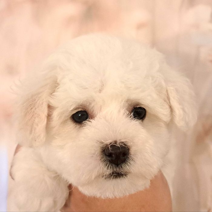 Bichon Frise Szczeniak