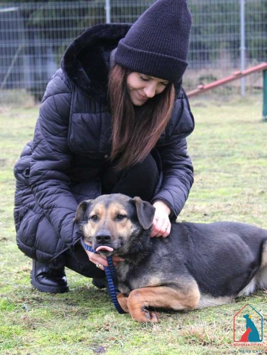Jungi - cudowny piesek wypatruje smutnymi oczami domu  odmień jego los