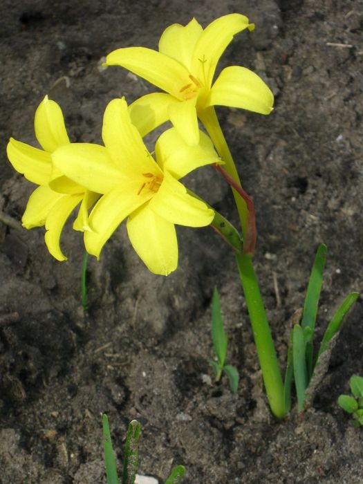 Хлідантус і різні домашні рослини