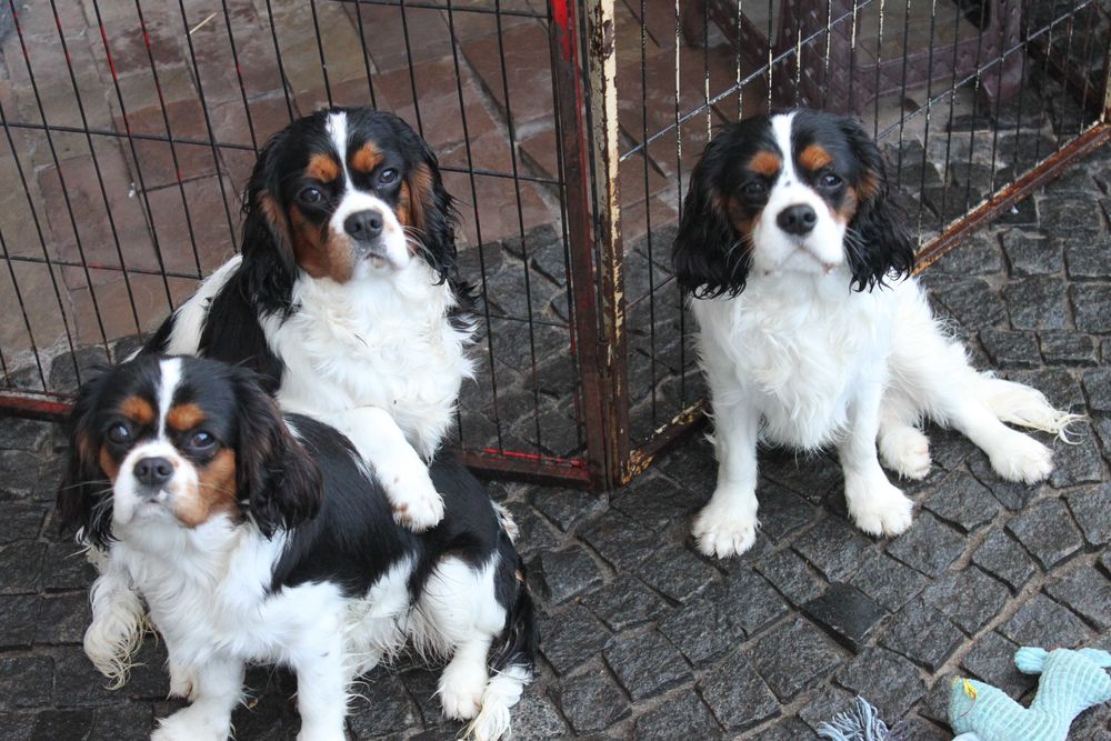 Хлопчик Кавалер Кінг Чарльз Спаніель триколор. Доставка