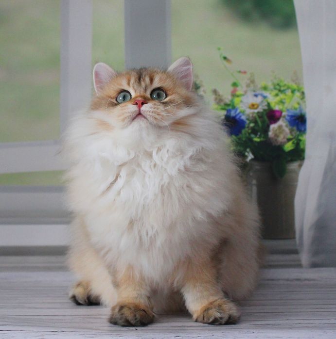 В цю британську дитину закохаєтеся з перших хвилин