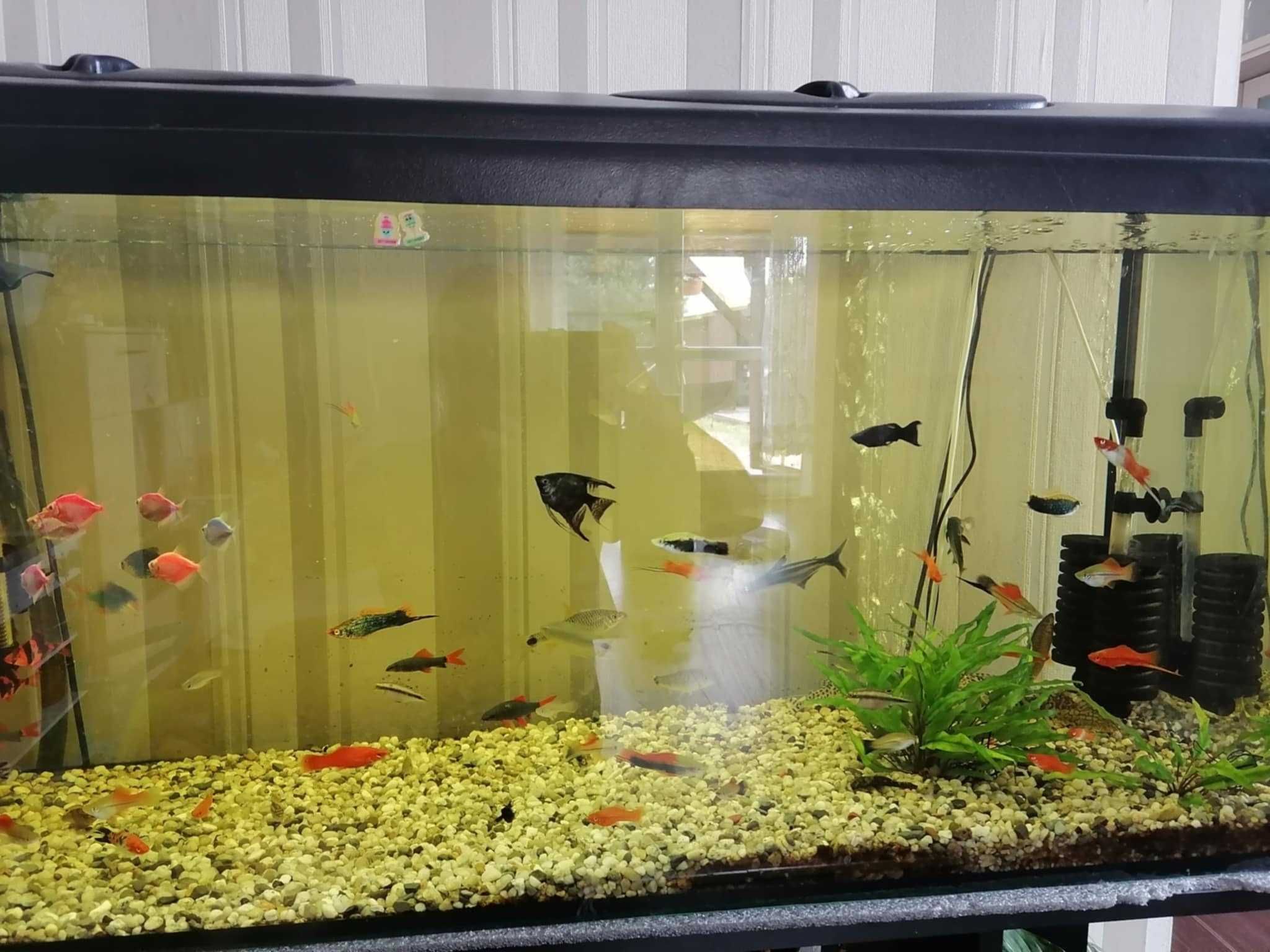 Akwarium 240l z szafką