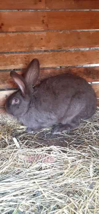 Króliki samce i samiczk na sprzedaż i