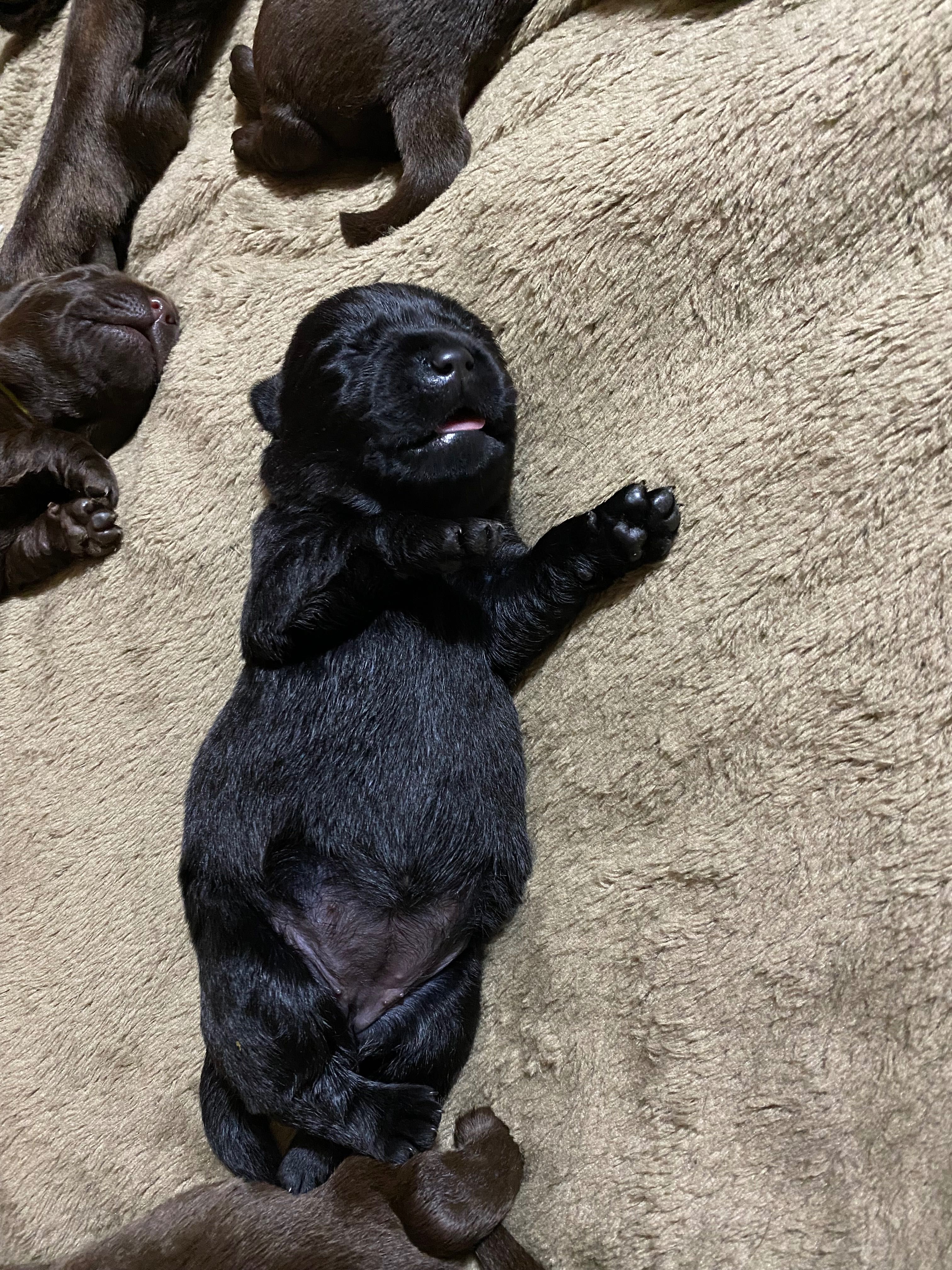 Labradora Retriever Preta