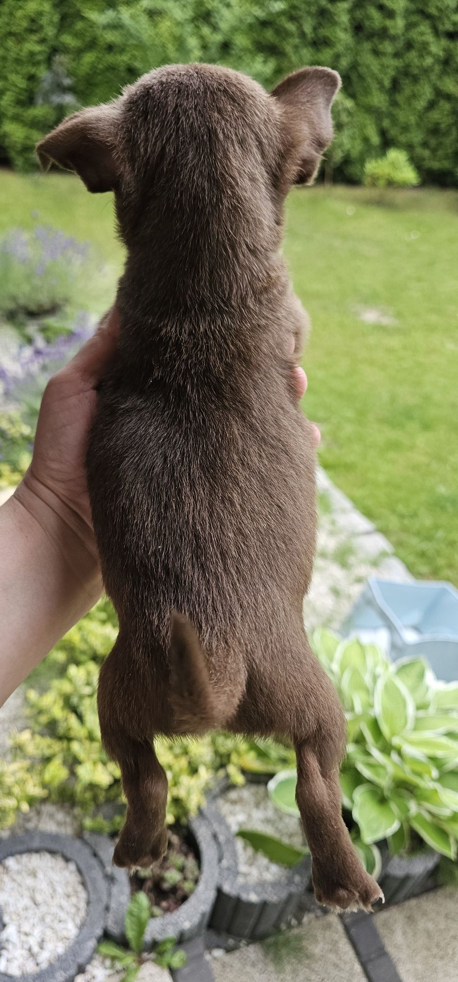 Chihuahua czekoladowy piesek