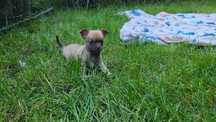 Suczka chihuahua krótkowłosa beżowa