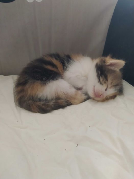 Віддам кошенят в добрі руки