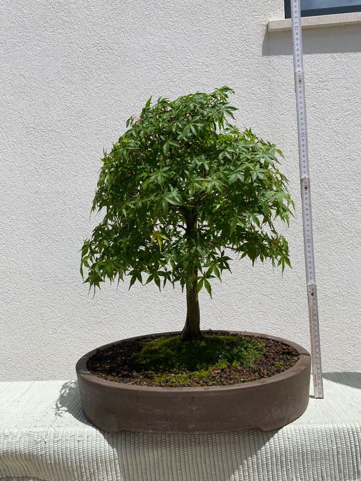 Bonsai Acer Alta qualidade