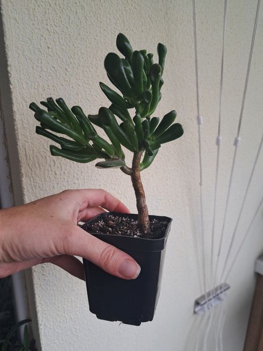 Крассулы, денежные деревья