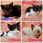 Gatinhos para adoção responsável