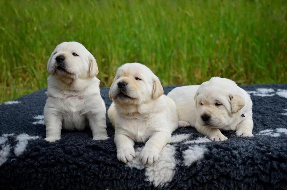 Щенки лабрадор ретривер! Для тех кто ценит качество!