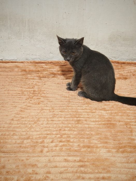 Кошенята в дбайливі руки