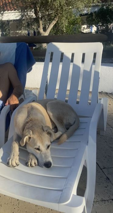 Cão Rafeiro Alentejano