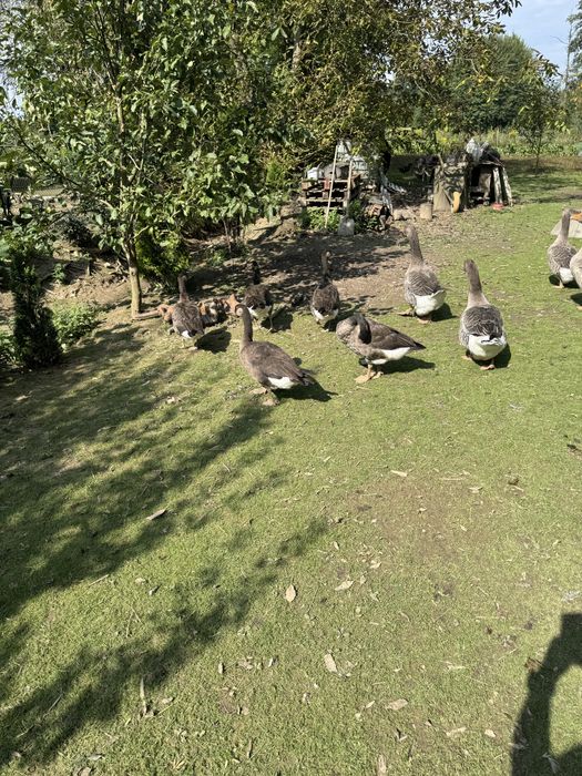 Mieszanka gesi kanadyjskiej z Landes
