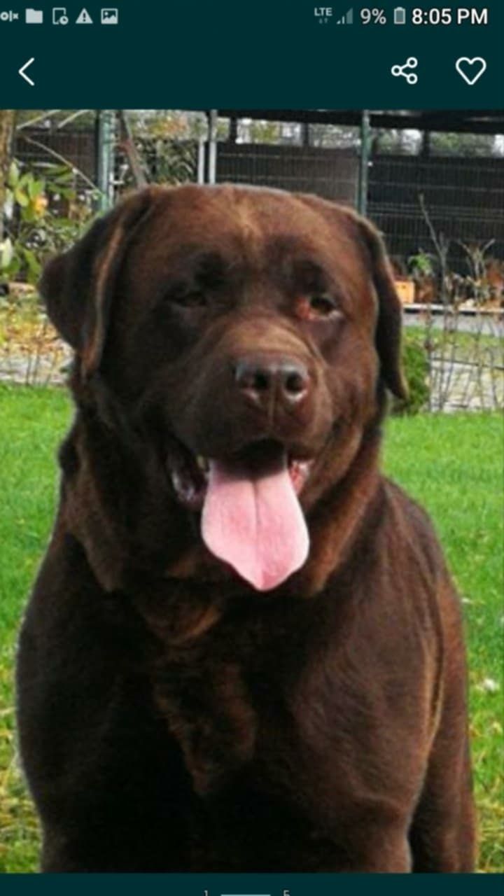Labrador Retriever czekoladowy  REZERWACJA