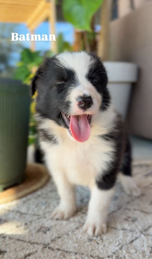 2 miesieczny szczeniak Border Collie