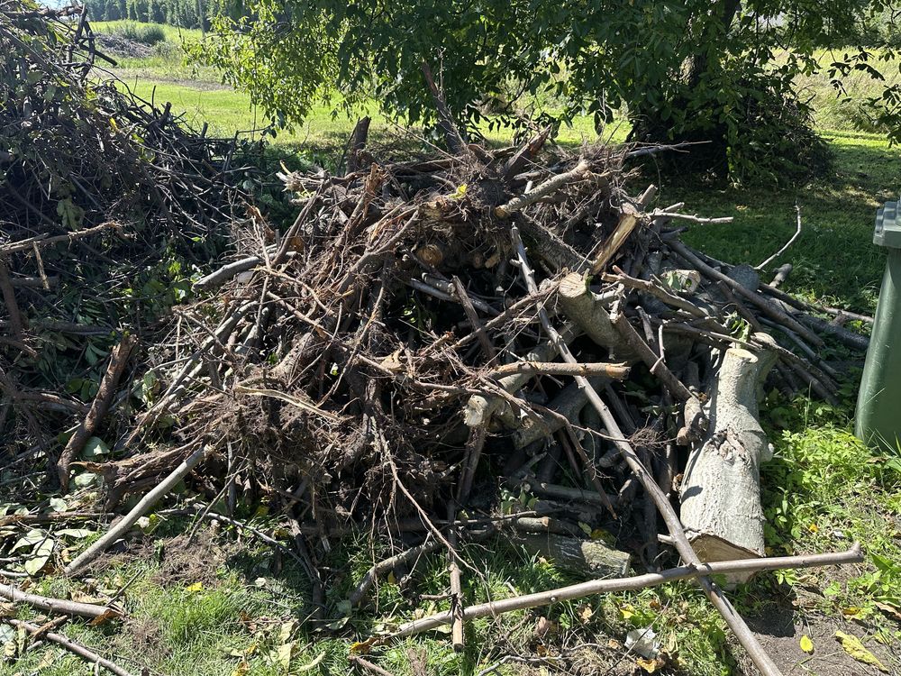 Oddam gałęzie za darmo