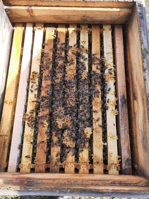 Продаются пчелосемьи,пчелопакеты. Порода карника,бакфаст кордован.