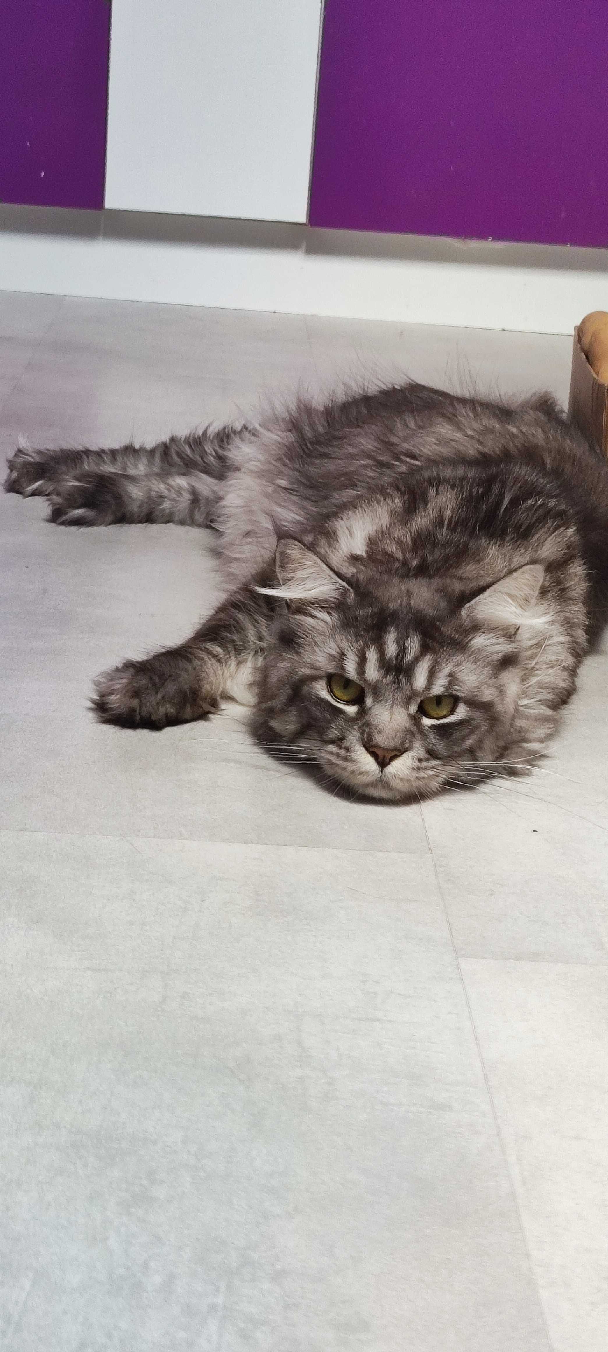 Oddam w dobre ręce kota Maine coon