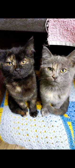 Кошенята шукають родину