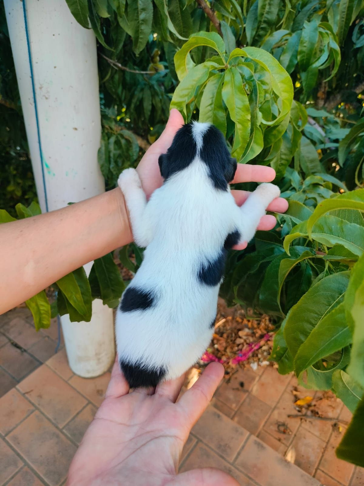 Dá-se cães para adoção responsável