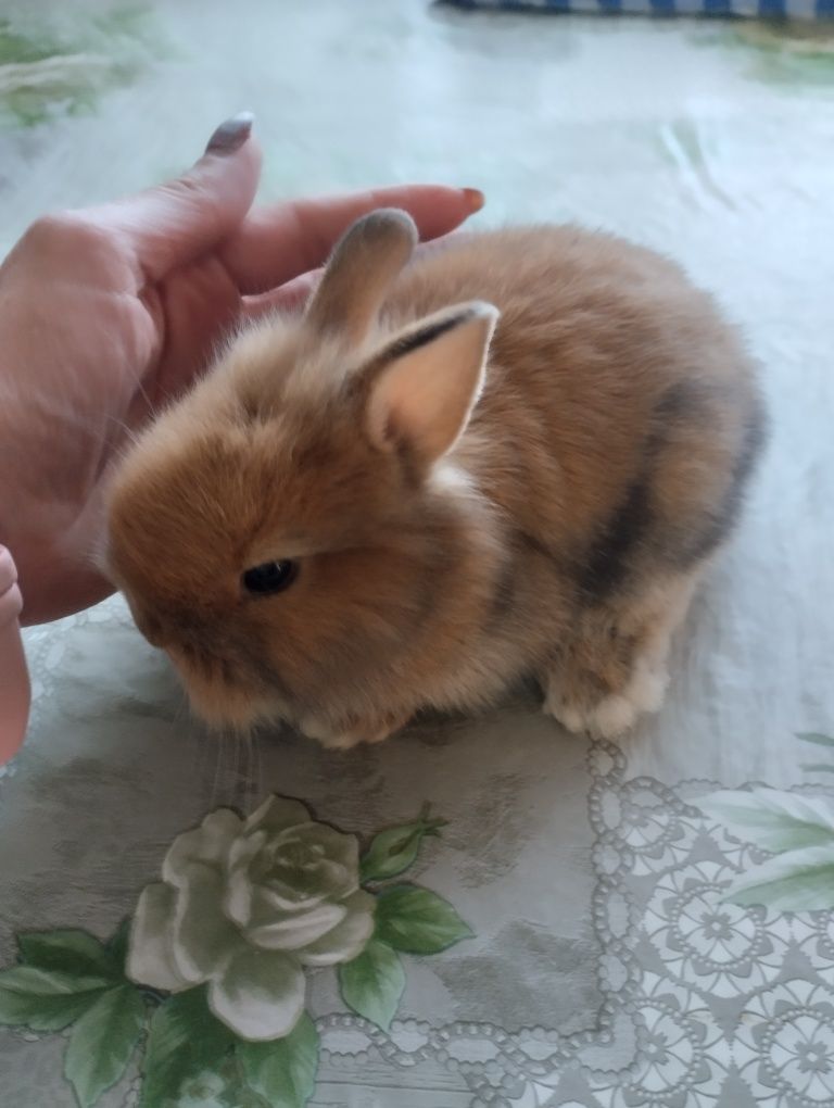 Coelhos anões bebes