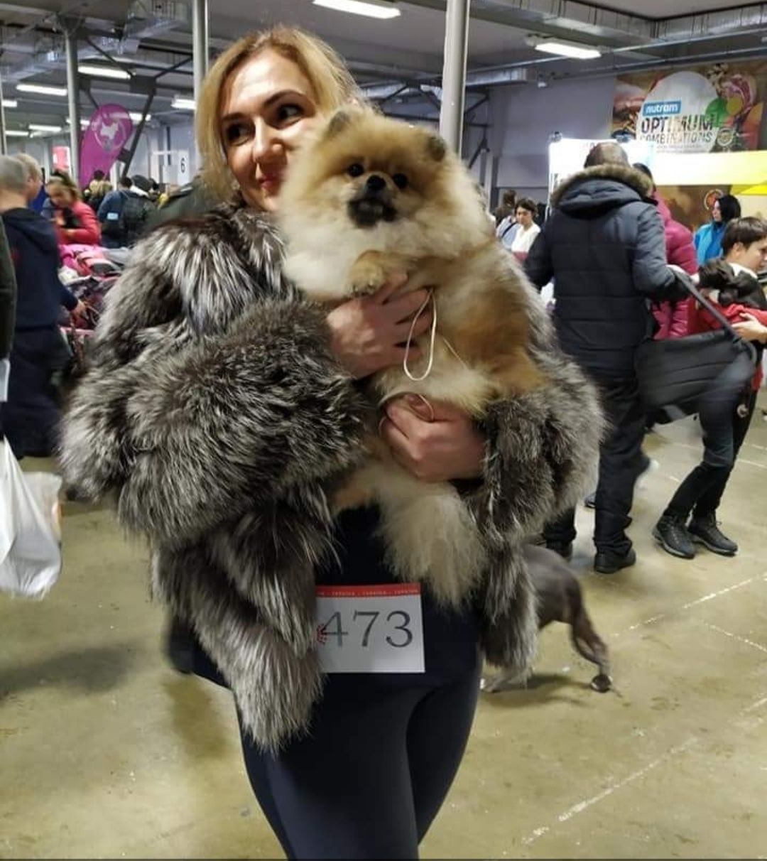 Померанський шпіц ,тоу.В'ЯЗКА