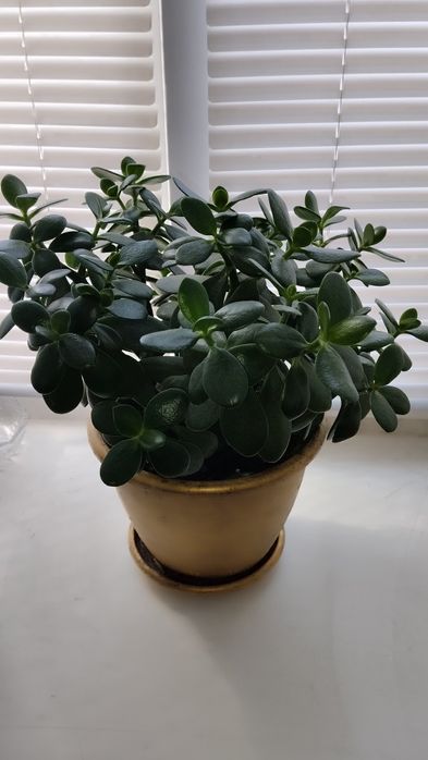 Кімнатна рослина,, денежне дерево