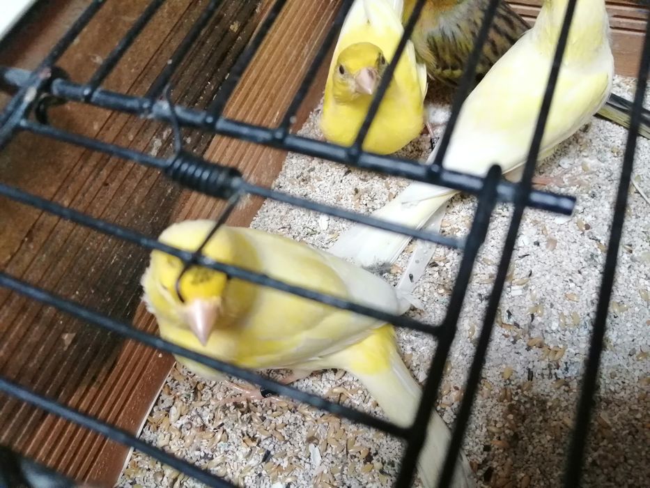 Canários timbrados espanhol