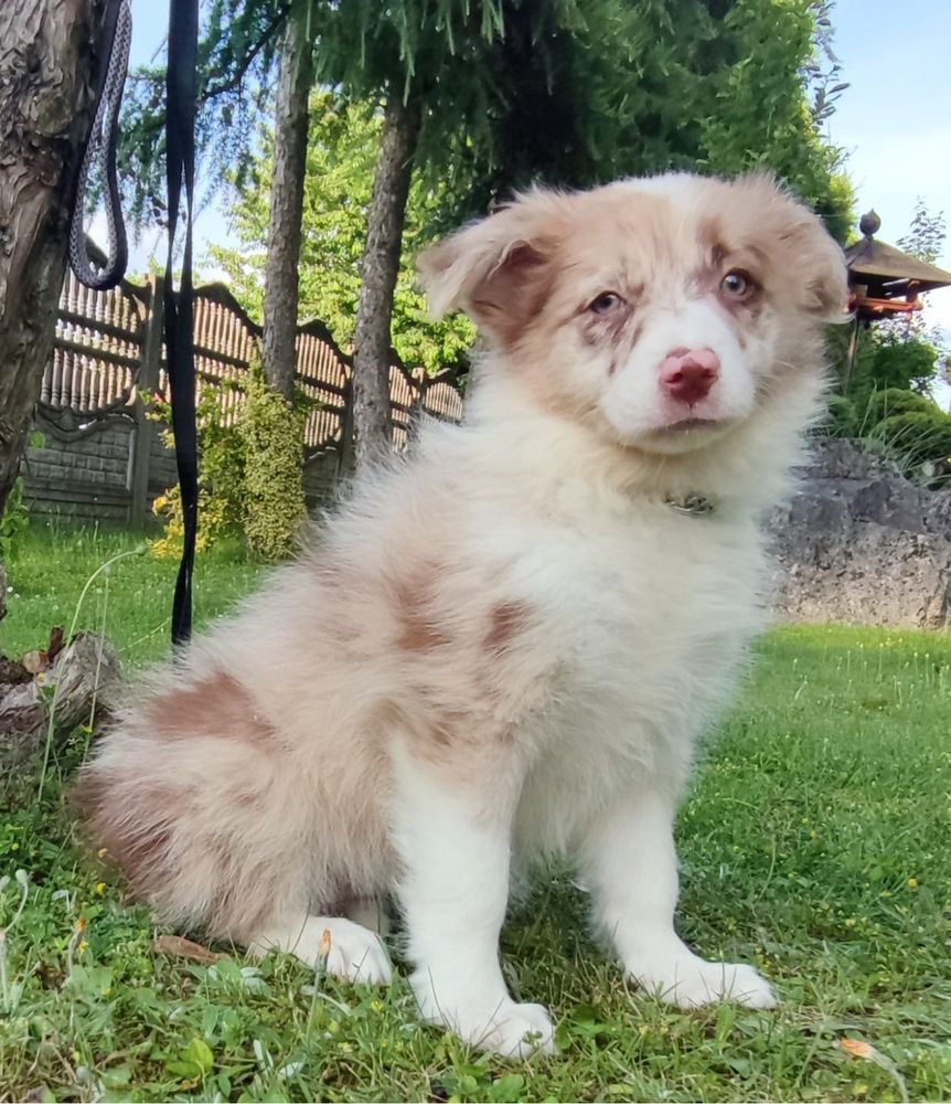 Border Collie suczka numer 2, red merle