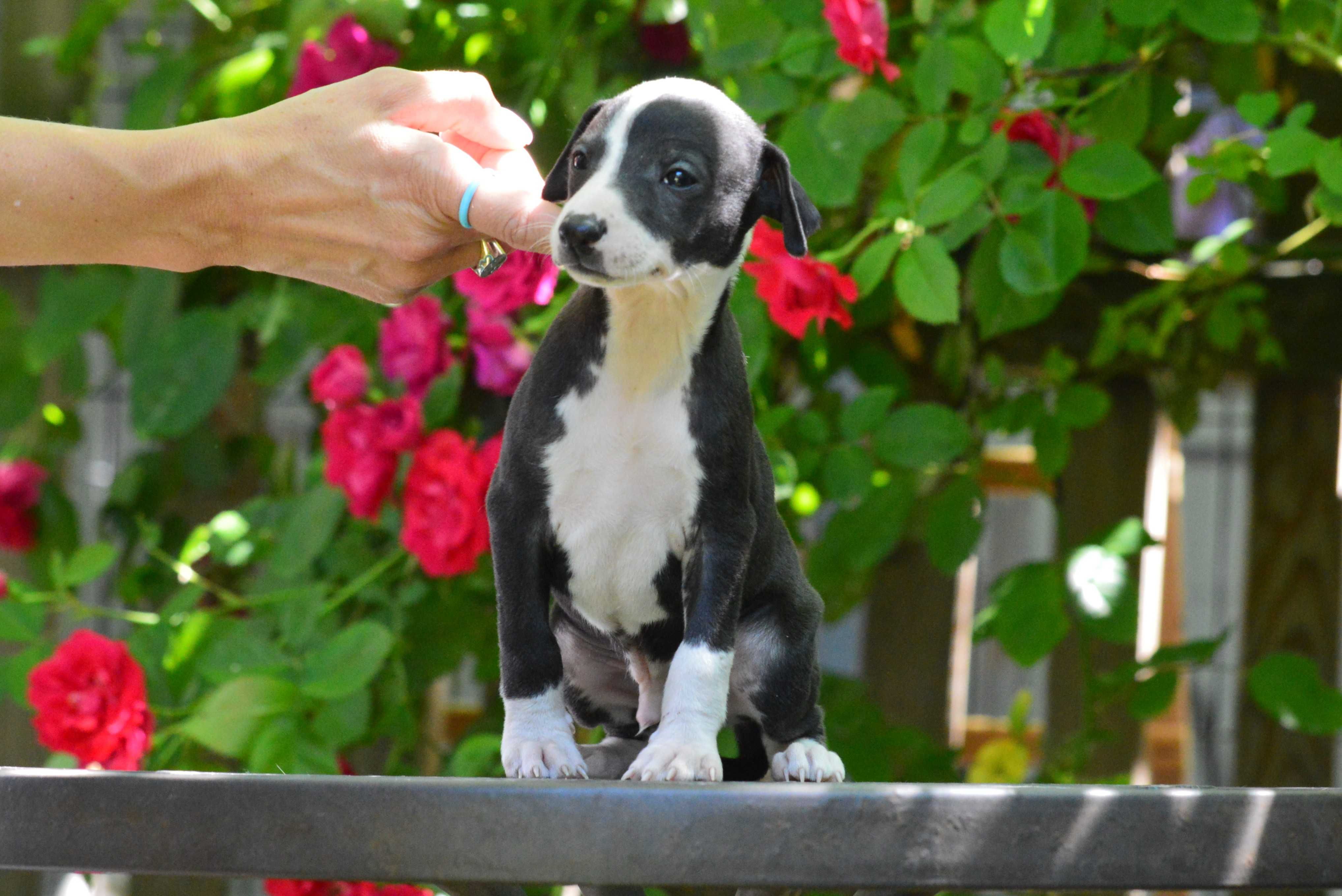Whippet chart angielski piesek Hodowla FCI