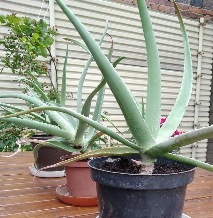 Aloes Vera (leczniczy)