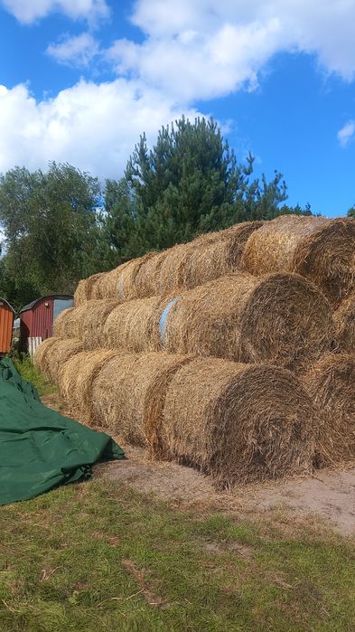 Słoma z pszenicy belki