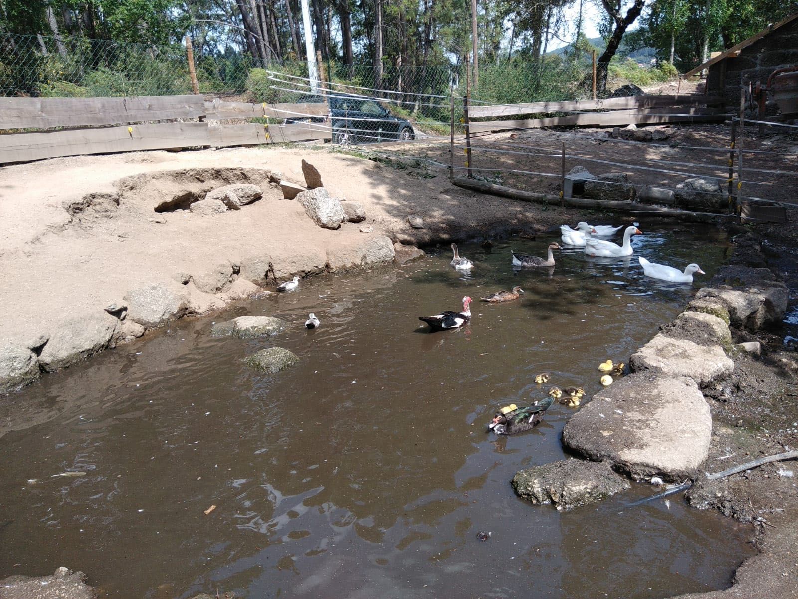 Vende-se Patos Mudos Caseiros