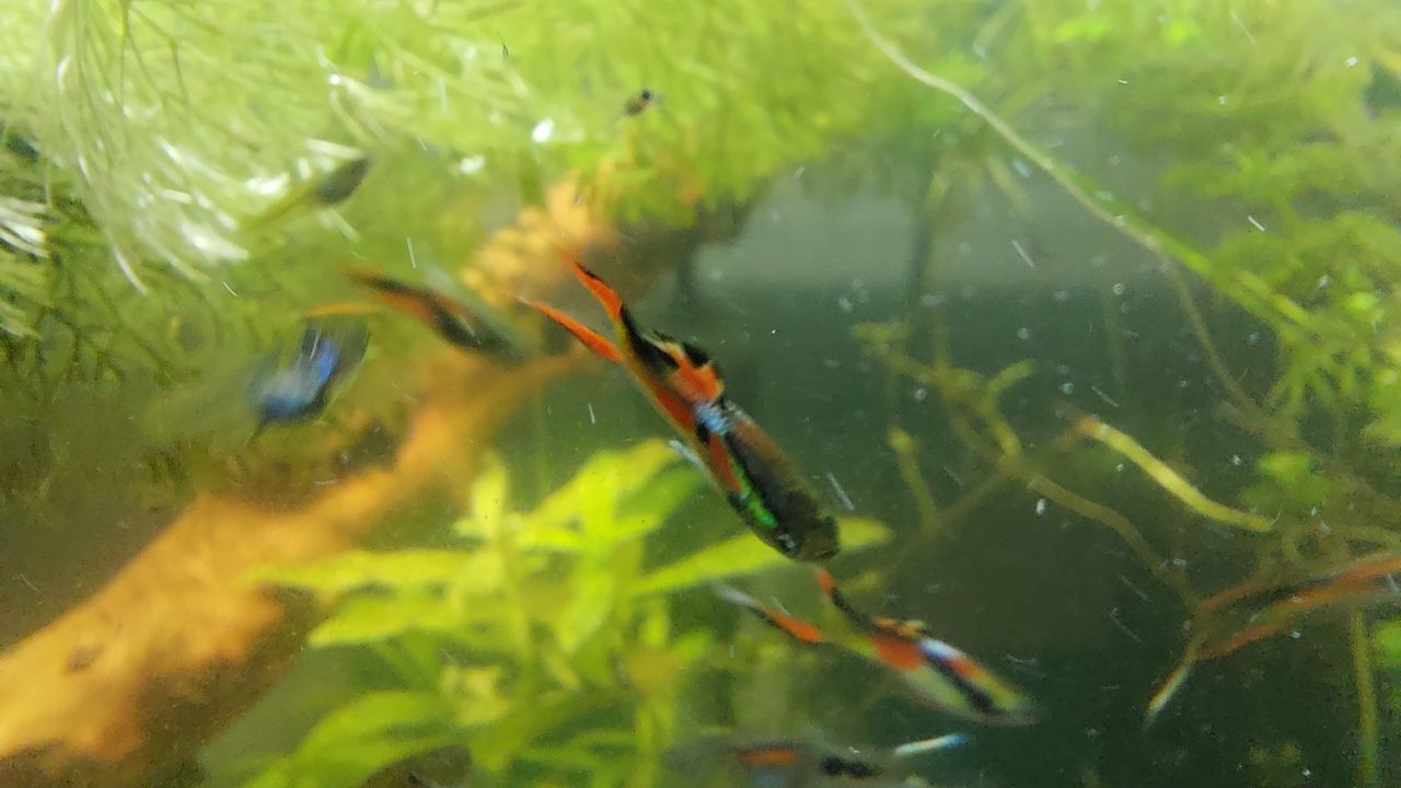 Gupiki Endlera, młode, dorosłe