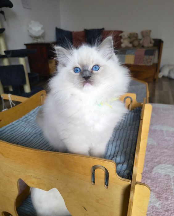 Uroczy kocurek Ragdoll szuka kochającego domu