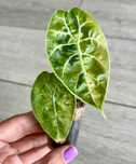Alocasia watsoniana variegata matowa Alokazja wariegacja hydroponika