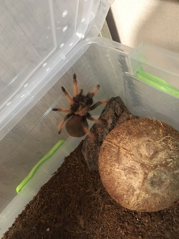 Brachypelma emilia Брахипельма эмилия