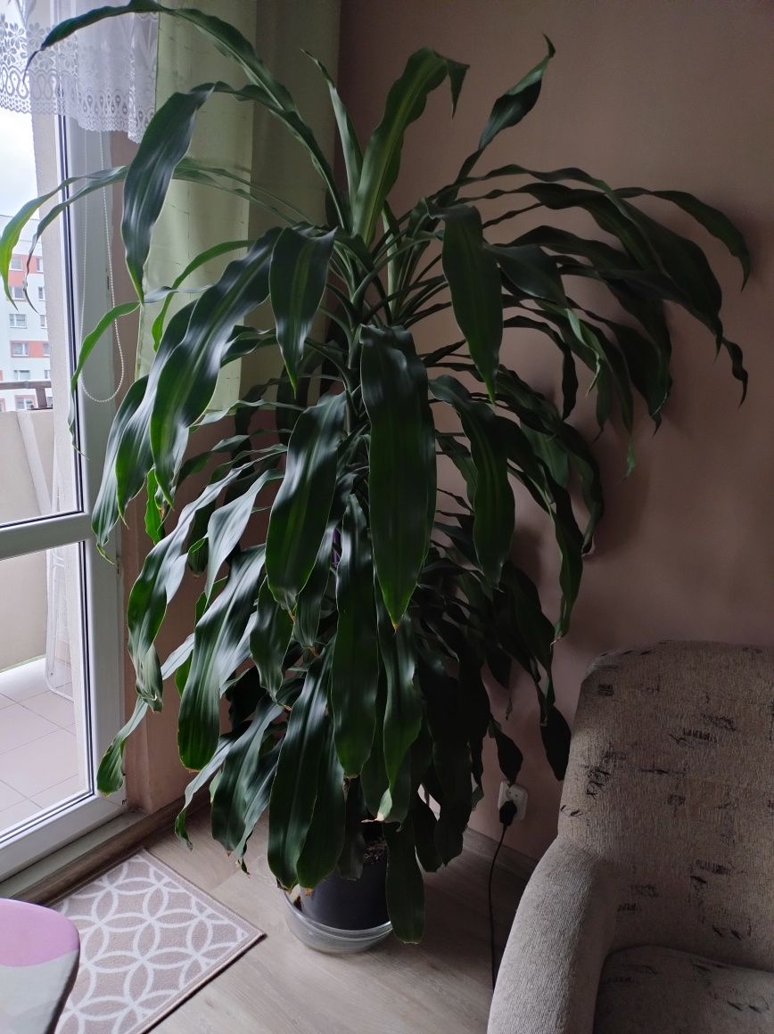 Sprzedam kwat Dracena