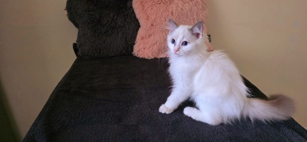 RAGDOLL Kocurki FPL od Ręki ( Hodowlany )