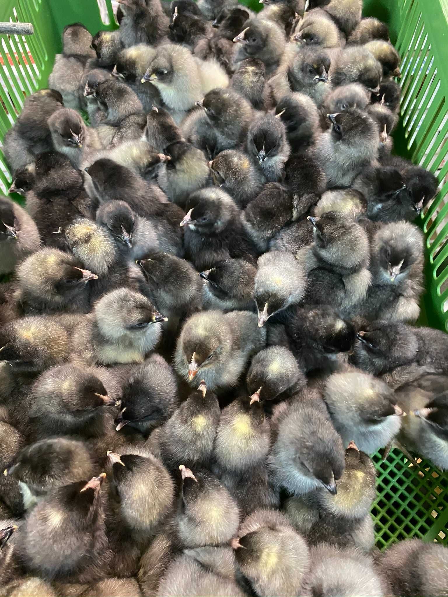 Kurczaki pisklęta nioski, Leghorn, Greenshell, Sussex, Rosa, Araukany